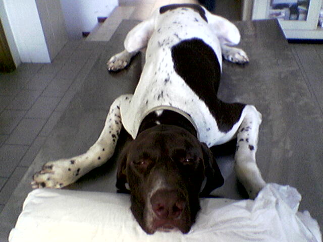 aurelio dal veterinario