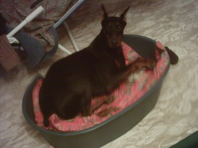 DOBERMANN
