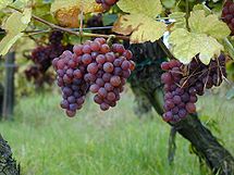 vin