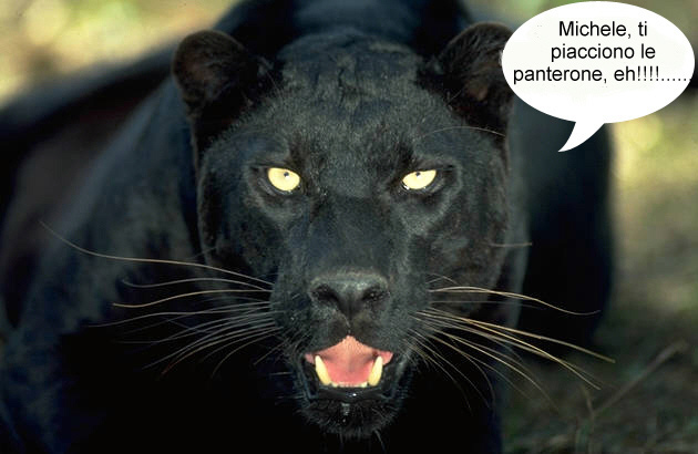 Pantera