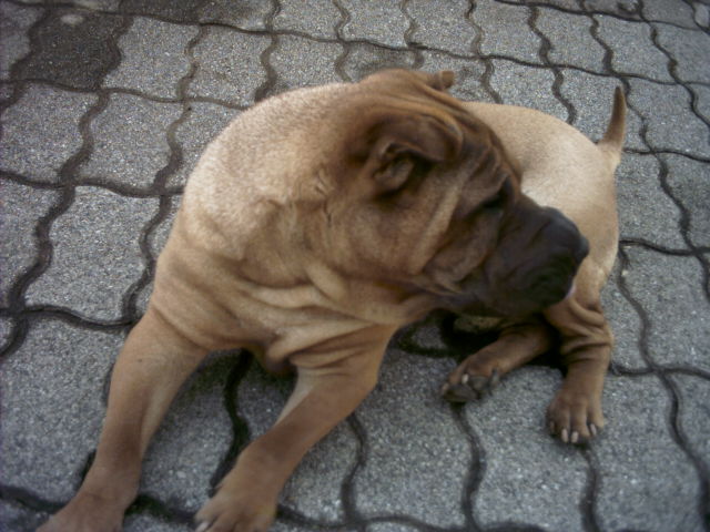 Ross