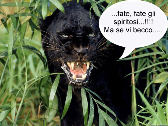 Pantera
