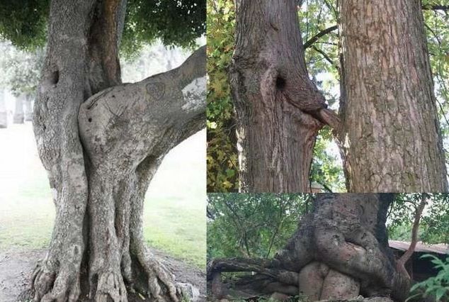 alberi