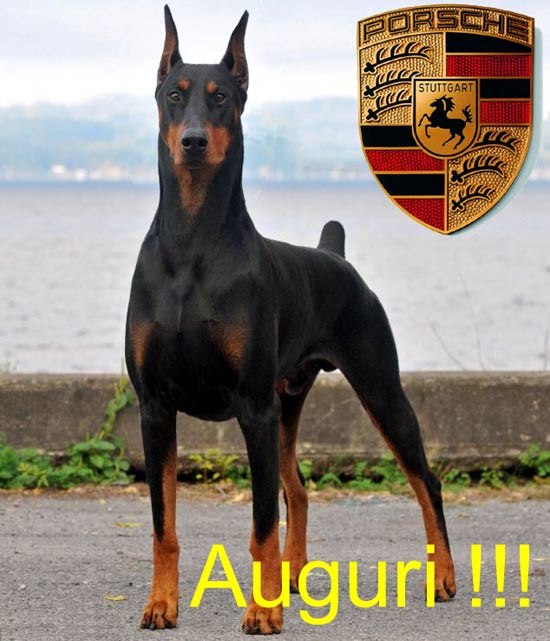 Dobermann