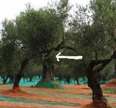 Albero...intermendio!!!!