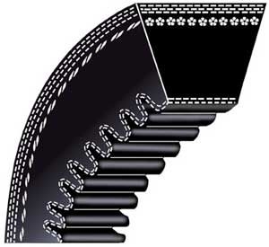Cinghia dentata