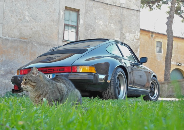 il gatto e la pantera