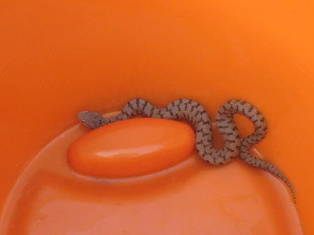 vipera aspis