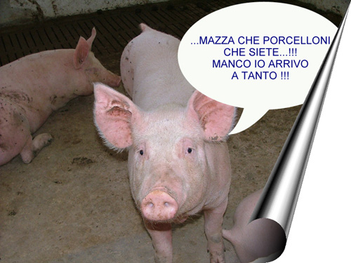 Porcelloni!!!!......