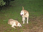 argo e laika