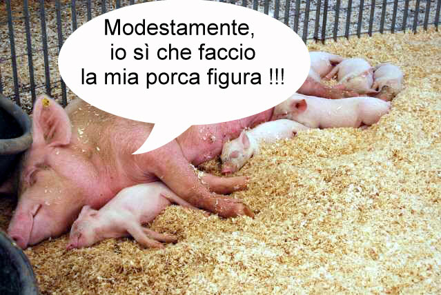 Scrofa