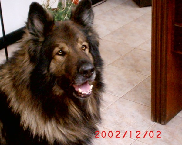 murphy
