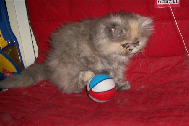 Miao!