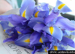 Irisblau