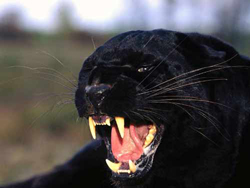 Pantera