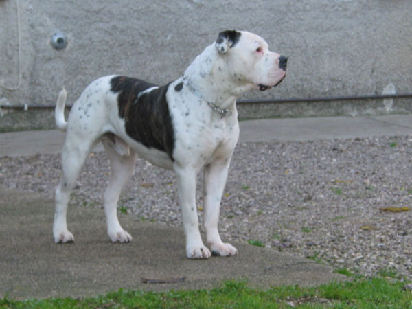Ch.Ciotti's Arturo, german champion, france champion