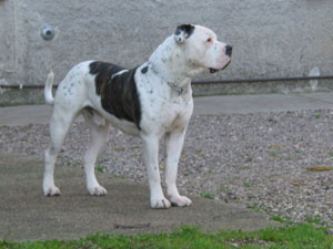 Ch.Ciotti's Arturo, german champion, france champion