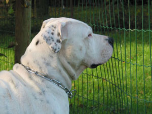 Ch.Ciotti's Aisha, european best female