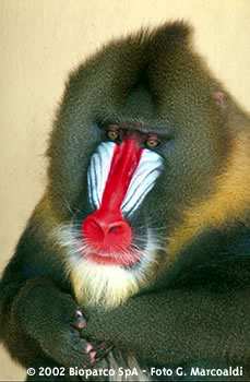Mandrillo