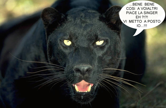 pantera