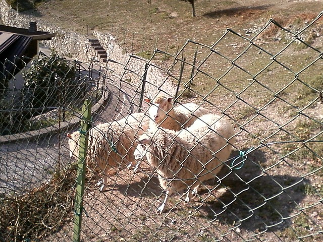 pecore