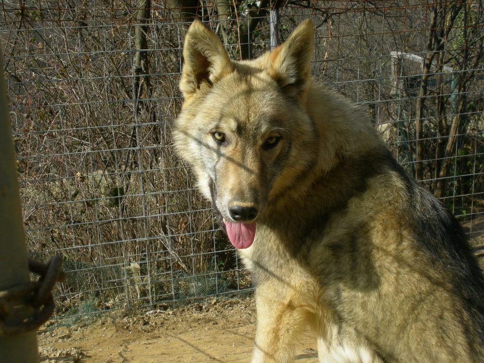 lupi