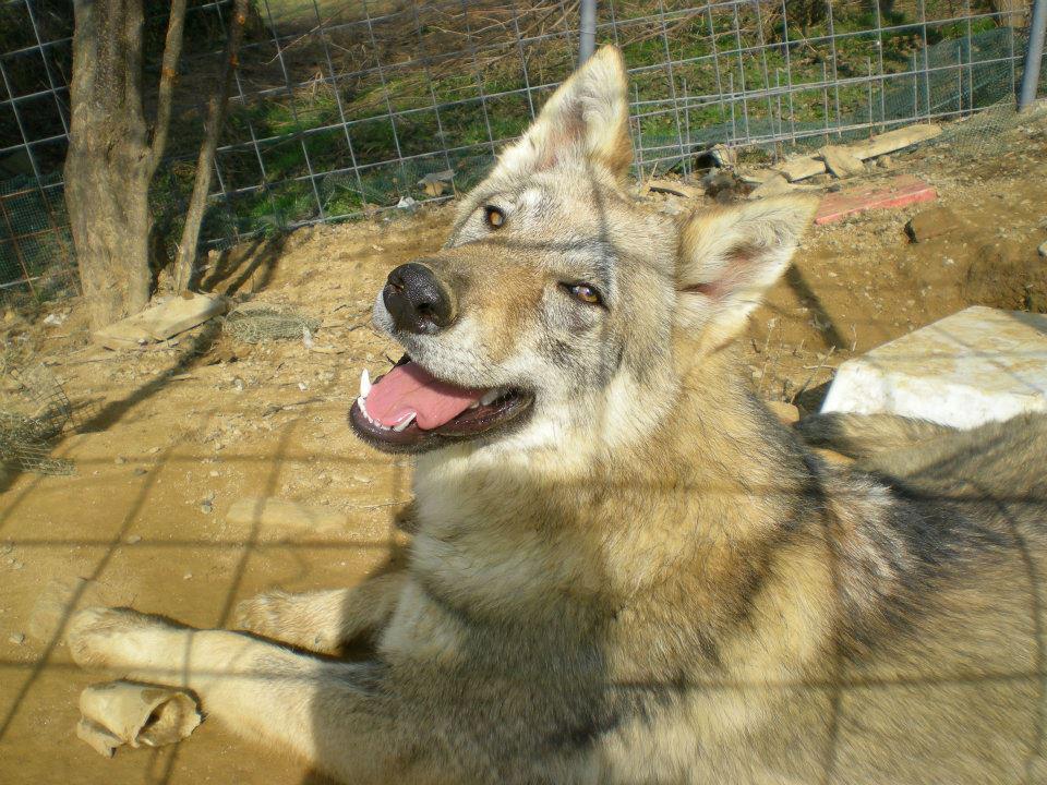 lupi 1
