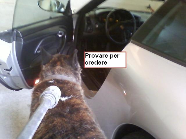 autovelox