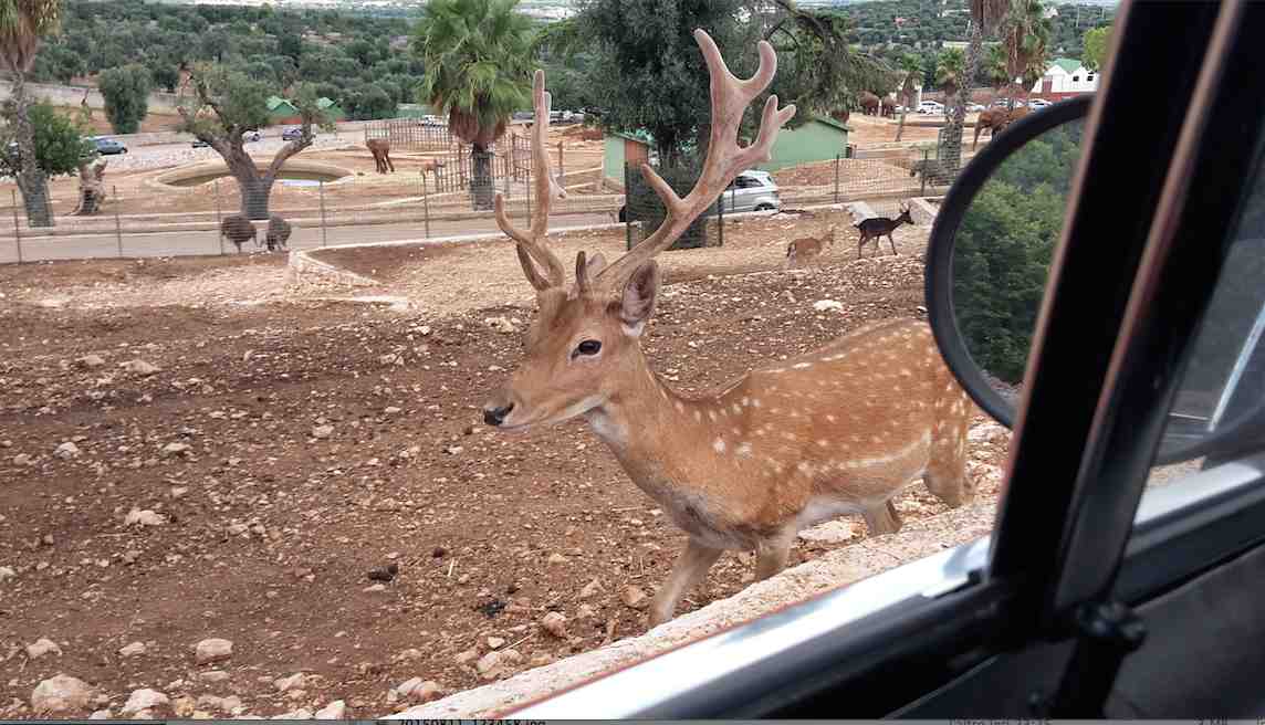 Antilope