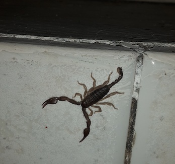 scorpione