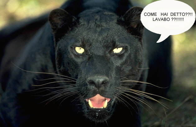 Pantera