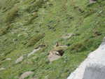 valtellina 2009 041.jpg