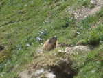 valtellina 2009 042.jpg