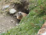 valtellina 2009 044.jpg