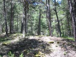 IMG 0050