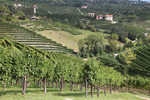 Dedo_Treviso_56.jpg